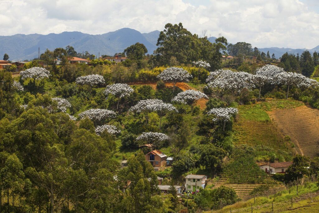 Paisaje del Oriente Antioqueño con montañas verdes y árboles