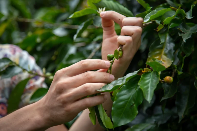 Persona sosteniendo cerezas de café durante un tour cafetero